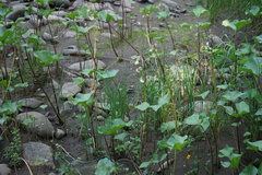 Petasites radiatus