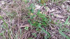 Goodenia rotundifolia