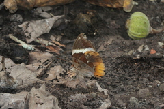 Thauria lathyi