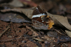 Thauria lathyi
