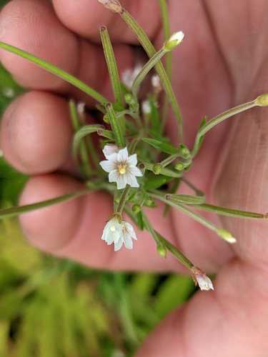 Image of Epilobium leptophyllum by (c) Jason Hill, some rights reserved (CC BY)