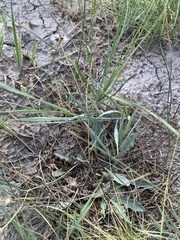 Crepis runcinata glauca