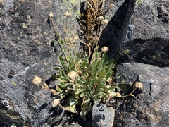 Erigeron cascadensis