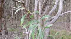 Acacia falcata