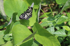 Euripus nyctelius