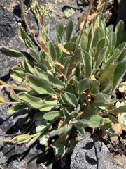 Erigeron cascadensis