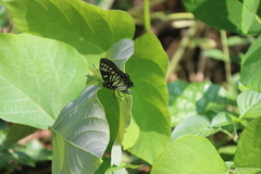 Euripus nyctelius