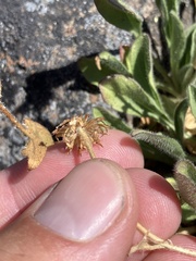 Erigeron cascadensis