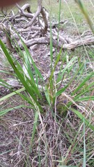 Dianella brevipedunculata