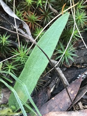 Glossodia major