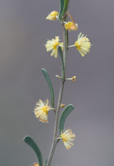 Acacia flexifolia
