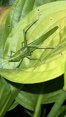 Neoconocephalus retusus