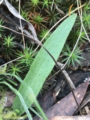 Glossodia major