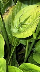 Neoconocephalus retusus