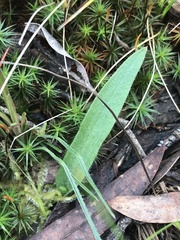 Glossodia major