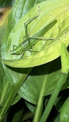 Neoconocephalus retusus
