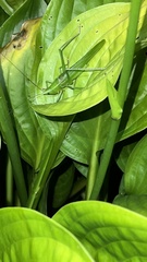 Neoconocephalus retusus
