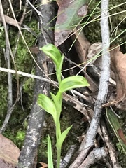 Pterostylis umbrina