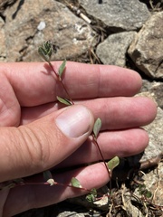 Polygonum minimum