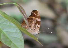 Herona marathus
