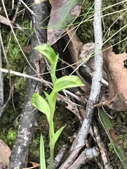 Pterostylis umbrina