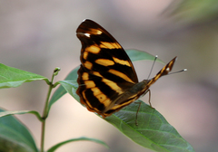 Herona marathus