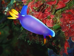 Hypselodoris apolegma