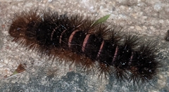 Hypercompe scribonia