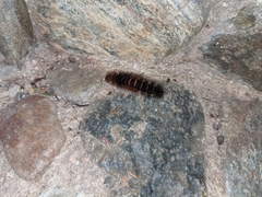 Hypercompe scribonia