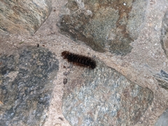 Hypercompe scribonia