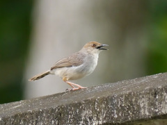 Cisticola anonymus