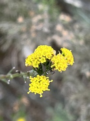 Marasmodes dummeri