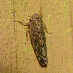 Osbornellus borealis