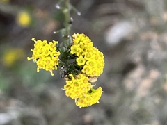 Marasmodes dummeri
