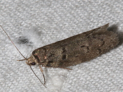 Ericrypsina chorodoxa