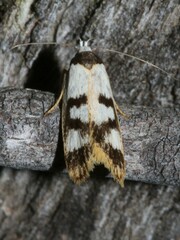 Eulechria sigmophora