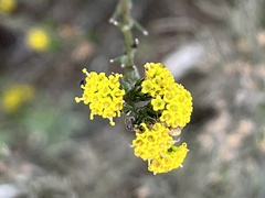 Marasmodes dummeri