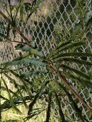 Mimosoideae