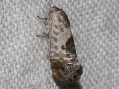 Eupselia carpocapsella