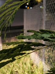 Mimosoideae