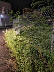 Mimosoideae