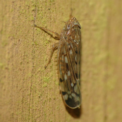 Osbornellus borealis