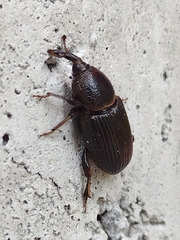 Orthognathus subparallelus