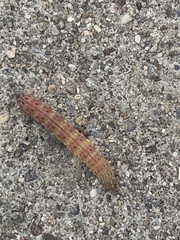 Lepidoptera
