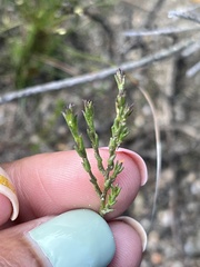 Marasmodes dummeri