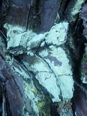 Lecanora helva