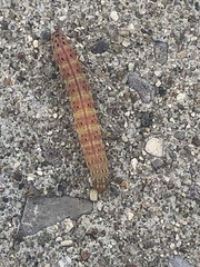 Lepidoptera