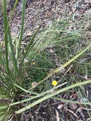 Coronidium oxylepis lanatum
