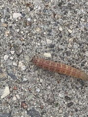 Lepidoptera