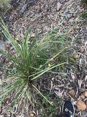 Coronidium oxylepis lanatum